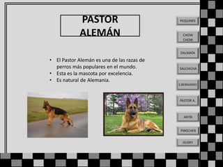 PASTOR
ALEMÁN

PEQUINES

CHOW
CHOW

DALMATA

• El Pastor Alemán es una de las razas de
perros más populares en el mundo.
• Esta es la mascota por excelencia.
• Es natural de Alemania.

SALCHICHA

S.BERNARDO

PASTOR A.

AKITA

PINSCHER
HUSKY

 