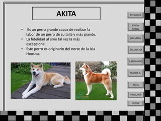 AKITA
•

Es un perro grande capaz de realizar la
labor de un perro de su talla y más grande.
• La fidelidad al amo tal vez la más
excepcional.
• Este perro es originario del norte de la isla
Honshu.

PEQUINES

CHOW
CHOW

DALMATA

SALCHICHA

S.BERNARDO

PASTOR A.

AKITA

PINSCHER
HUSKY

 