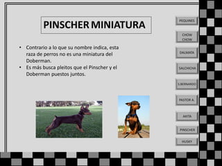 PINSCHER MINIATURA

PEQUINES

CHOW
CHOW

• Contrario a lo que su nombre indica, esta
raza de perros no es una miniatura del
Doberman.
• Es más busca pleitos que el Pinscher y el
Doberman puestos juntos.

DALMATA

SALCHICHA

S.BERNARDO

PASTOR A.

AKITA

PINSCHER
HUSKY

 