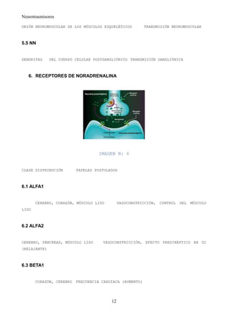 Neurotrasmisores

UNIÓN NEUROMUSCULAR DE LOS MÚSCULOS ESQUELÉTICOS          TRANSMISIÓN NEUROMUSCULAR



5.5 NN


DENDRITAS     DEL CUERPO CELULAR POSTGANGLIÓNICO TRANSMISIÓN GANGLIÓNICA



   6. RECEPTORES DE NORADRENALINA




                                   IMAGEN N: 6


CLASE DISTRIBUCIÓN        PAPELES POSTULADOS



6.1 ALFA1


       CEREBRO, CORAZÓN, MÚSCULO LISO         VASOCONSTRICCIÓN,   CONTROL   DEL   MÚSCULO
LISO



6.2 ALFA2


CEREBRO, PÁNCREAS, MÚSCULO LISO      VASOCONSTRICCIÓN, EFECTO PRESINÁPTICO EN GI
(RELAJANTE)



6.3 BETA1


       CORAZÓN, CEREBRO   FRECUENCIA CARDÍACA (AUMENTO)




                                         12
 