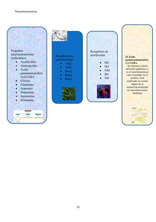 Neurotrasmisores




Pequeños                                     Receptores de
neurotransmisores                            acetilcolina
                        Receptores de                        El Ácido
moleculares             noradrenalina                        gammaaminobutíric
       Acetilcolina                                    M2    o o GABA.
                               Alfa1
       Aminoácidos                                     M3      Se sintetiza a partir
                               Alfa2                         del ácido glutámico y
       Ácido                                           NM
                               Beta1                         es el neurotransmisor
       gammaaminobutí                                  M1
                               Beta2                          más extendido en el
       ricoGABA                                        NN         cerebro. Está
                               Beta3
       Glicina                                                implicado en ciertas
       Glutamato                                                   etapas de la
                                                              memorizaciónsiendo
       Aspartato                                               un neurotransmisor
       Dopamina                                                     inhibidor
       Serotonina
       Histamina




                                        16
 