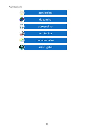 Neurotrasmisores


                    acetilcolina

                    dopamina

                    adreanalina

                    serotonina

                   nonadrenalina

                    acido gaba




                          19
 