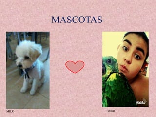 MASCOTAS
MILO coco
 