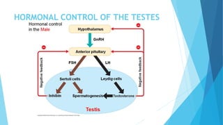 HORMONAL CONTROL OF THE TESTES
 