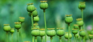 Opium is the most prevalent prohibited drug in the world. It's not just a recreational drug—it's an addiction, note healthcare experts. 