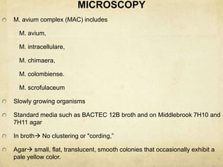 MICROSCOPY
M. avium complex (MAC) includes
M. avium,
M. intracellulare,
M. chimaera,
M. colombiense.
M. scrofulaceum
Slowly growing organisms
Standard media such as BACTEC 12B broth and on Middlebrook 7H10 and
7H11 agar
In broth No clustering or "cording,”
Agar small, flat, translucent, smooth colonies that occasionally exhibit a
pale yellow color.
 