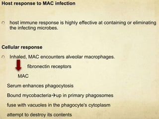 Host response to MAC infection
host immune response is highly effective at containing or eliminating
the infecting microbes.
Cellular response
Inhaled, MAC encounters alveolar macrophages.
fibronectin receptors
MAC
Serum enhances phagocytosis
Bound mycobacteriaup in primary phagosomes
fuse with vacuoles in the phagocyte's cytoplasm
attempt to destroy its contents
 