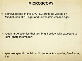 MICROSCOPY
It grows readily in the BACTEC broth, as well as on
Middlebrook 7H10 agar and Lowenstein-Jensen agar.
rough large colonies that turn bright yellow with exposure to
light (photochromogen)
species- specific nucleic acid probe  Accuprobe, GenProbe,
Inc
 