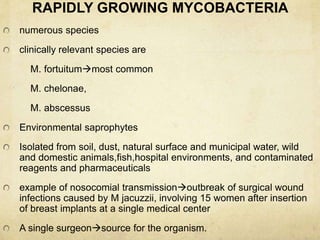 RAPIDLY GROWING MYCOBACTERIA
numerous species
clinically relevant species are
M. fortuitummost common
M. chelonae,
M. abscessus
Environmental saprophytes
Isolated from soil, dust, natural surface and municipal water, wild
and domestic animals,fish,hospital environments, and contaminated
reagents and pharmaceuticals
example of nosocomial transmissionoutbreak of surgical wound
infections caused by M jacuzzii, involving 15 women after insertion
of breast implants at a single medical center
A single surgeonsource for the organism.
 