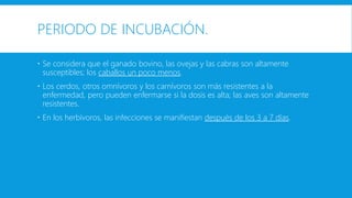 PERIODO DE INCUBACIÓN. 
 Se considera que el ganado bovino, las ovejas y las cabras son altamente 
susceptibles; los caballos un poco menos. 
 Los cerdos, otros omnívoros y los carnívoros son más resistentes a la 
enfermedad, pero pueden enfermarse si la dosis es alta; las aves son altamente 
resistentes. 
 En los herbívoros, las infecciones se manifiestan después de los 3 a 7 días. 
 
