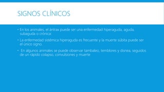 SIGNOS CLÍNICOS 
 En los animales, el ántrax puede ser una enfermedad hiperaguda, aguda, 
subaguda o crónica: 
 La enfermedad sistémica hiperaguda es frecuente y la muerte súbita puede ser 
el único signo. 
 En algunos animales se puede observar tambaleo, temblores y disnea, seguidos 
de un rápido colapso, convulsiones y muerte 
 