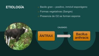 ETIOLOGÍA o Bacilo gran – positivo, inmóvil esporágeno
o Formas vegetativas (Sangre)
o Presencia de O2 se forman esporos
ÁNTRAX
Bacillus
anthracis
CAUSADO:
 