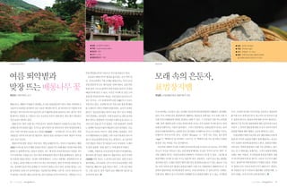 |✽자연이야기│




                                                       2


                                                            ● 분류 : 도금양목 부처꽃과                                                                   ● 분류 : 유린목 장지뱀과
                                                            ● 학명 : Lagerstroemia indica                                                        ● 학명 : Eremias argus
                                                            ● 원산지 : 중국                                                                         ● 크기 : 전체길이 12~16cm
                                                            ● 크기 : 5~6m                                                                        ● 형태 : 전체적으로 옅은 황갈색 바탕에
                                                            ● 열매수확시기 : 10월                                                                       몸 전체에 흰색의 반점 무늬가 있다.
                                                   1

1, 2 명옥헌원림 배롱나무                                                                            표범장지뱀




여름 뙤약볕과                                                                                    모래 속의 은둔자,
                                                       무를 백일홍나무란 이름으로 부르게 되었다고 한다.
                                                           오늘날도 배롱나무의 명성을 잃지 않는 곳이 여럿 있
                                                       다. 우리나라에서 가장 오래된 배롱나무는 부산 1호선


맞장 뜨는 배롱나무 꽃                                           전철 양정역 부근의‘화지공원’안에 자란다. 공원 안쪽
                                                       동래 정씨 시조 묘 앞에서 천연기념물 168호로 지정된
                                                       배롱나무와 만날 수 있다. 이곳은 약 8백 년 전인 고려
                                                                                           표범장지뱀
박상진 | 경북대학교 교수                                                                             한상훈 | 국립생물자원관 동물자원과 과장
                                                       중엽 때 안일호장이란 벼슬을 지낸 정문도공의 묘소가
                                                       있는 곳이다. 그는 동래정씨의 2대 조(祖)이나 시조로
배롱나무는 햇볕이 사정없이 내리쬐는 뜨거운 여름날에 꽃이 핀다. 한번 시작하면 초          추앙 받고 있다. 전설에 따르면 처음 묘를 썼을 때 매일
가을까지 100일을 핀다하여 다른 이름은 백일홍나무다. 꽃 하나하나가 이렇게 오래          밤 도깨비가 나타나 파헤쳐 버렸다한다. 숨어서 살펴보
피어있는 것이 아니라 이어 달리기로 피기 때문에 100일 동안이나 피는 꽃으로 착각         았더니‘임금님의 황금 관이나 묻을 장소’
                                                                            라고 저희들         우리나라에는 서식하고 있는 장지뱀 가운데 특이한 환경에서만 생활하는 장지뱀이        이다. 이러한 특이한 서식지만을 선호하고 생존하여
할 뿐이다. 꽃잎은 6～7장이고 모두 오글쪼글 주름이 잡혀 있다. 붉은 꽃이 대부분이        끼리 중얼대는 것이었다. 이에 보릿짚으로 관을 둘러싸       있다. 마치 사막과 같은 환경에서만 생활하는 파충류로 몸에 있는 무늬 또한 오랜 시    왔기에 우리 곁에 있으면서 최근까지 잘 알려지지 않
지만 보라나 흰색도 있다.                                         황금 관으로 위장하여, 어수룩한 도깨비 눈을 속이고 나      간에 걸쳐 모래환경에 적응한 결과라고 말할 수 있다. 그 주인공은 다름 아닌 표범장    은 동물의 하나다. 환경보전에 대한 인식이 향상되고,
  배롱나무는 꽃이 오래 피는 특징 말고도 껍질의 유별남이 사람들의 눈길을 끈다.          서야 겨우 묘를 쓸 수가 있었다. 이후 동래정씨 가문에      지뱀. 몸과 네발에 걸쳐 나 있는 반점모양의 무늬는 마치 표범의 무늬와 같다고 하여    해안사구 등 특수한 경관지대에 대한 보존의식이 높아
오래된 줄기의 표면은 얇은 조각으로 떨어지면서 흰 얼룩무늬가 생겨 반질반질해 보           는 출세한 후손들이 많아 명당임이 널리 알려졌다. 오늘      표범장지뱀이라는 이름이 붙여졌다. 그러나 북한에서는 표범문양(무늬)라는 뜻의        지면서 그 지역의 생물상에 대한 조사가 이루어지면서
인다. 이런 나무껍질 모습을 보고
                 ‘파양수(怕揚樹)’ 간지럼나무’
                          ,‘     라고도 한다. 일본            의 눈으로 보아도 여기가 ’
                                                                     명당’
                                                                       임에는 틀림없다. 부산        표문도마뱀(북한에서는 남한과 달리 장지뱀을 도마뱀이라 부르고 도마뱀을 미끈도        표범장지뱀에 대한 생태도 조금씩 밝혀지고 있다.
사람들은 나무타기의 명수인 원숭이도 떨어질 만큼 미끄럽다고 하여
                                  ‘원숭이 미끄럼             시가 팽창하면서 이 일대는 거의 시내 가운데가 되어 버      마뱀이라 부른다)이라 한다. 속명의‘ Eremias ’는‘정지’라는 뜻을, 종소명의     국립공원연구원의 3년간에 걸친 행동생태조사에 의
나무’
  라고 부른다.                                              렸으니 후손들에게 안겨준 부는 엄청나다. 요즈음이야        ‘argus’ ‘백개의 눈’ 의미하는 그리스어. 즉
                                                                                                 는       을             ‘백개의 눈을 지닌 움직임이 조용한   하면 한 마리의 표범장지뱀이 평생 활동하는 공간은
  배롱나무에 얽힌 전설은 여럿 있다. 옛날 남해안의 어느 바닷가 마을에서는 해룡          이런 명당은 부동산 투기꾼들이 모두 차지하여, 도깨비       파충류’
                                                                                              라는 학명을 지닌 장지뱀이다.                               겨우 24평의 면적에 불과하다고 한다. 표범장지뱀은
(海龍)이 파도를 일으켜 배를 뒤집어 버리는 심술을 막기 위해 매년 처녀를 바위 위에        가 알려 줄만한‘알짜 정보’ 아예 없어져 버렸다.
                                                                     는                      사실 몸과 네발의 무늬를 자세히 들여다보면 표범 무늬라고 보기보다는 마치 백개      이와 같은 척박한 환경에서 오랜 시간 살아왔고, 앞으
앉혀두고 용에게 바치는 풍습이 있었다. 어느 해 마침 나라의 왕자님이 마을을 지나              소쇄원, 식영정 등 조선 문인들의 정자가 밀집해 있는   의 눈이 자신을 쳐다보고 있는 듯한 환상에 빠져들 것 같은 착각이 들기도 한다. 이    로도 살 수 밖에 없는 동물이다. 그러나 표범장지뱀의
다가 안타까운 사정을 듣고 처녀 대신 바위에 앉아 있다가 용을 없애버린다. 얼마 동         광주천의 옛 이름은 배롱나무 개울이라는 뜻의 자미탄        러한 견해의 차이는 서양과 동양의 문화에서 기인한다고 말 할 수 있다. 그럼 왜 표    미래는 매우 어둡다. 우리들에게 표범장지뱀의 실태
안 마을에 머물던 왕자는 처녀와 사랑에 빠진다. 그러나 사랑에는 걸핏하면 마가 낀          (紫薇灘)이며 지금도 그 흔적이 남아 있다. 담양 후산리     범장지뱀은 이러한 무늬를 지니고 있을까? 답은 간단하다. 그들이 살고 있는 환경을     가 하나씩 밝혀지게 된 계기도 그들의 서식지가 훼손
다. 왕자는 100일 뒤에 다시 만나기로 하고 떠나버린다. 매일 먼 바다를 바라보던 처       명옥헌에는 고목 100여 그루가 모여 우리나라에서 가장      생각하면 된다. 모래로 뒤덮인 황무지와 같은 환경에 듬성듬성 나 있는 풀들로 구성     되고, 환경부에 의해 멸종위기 야생동식물로 지정되
녀는 상사병이 들어 약속 날짜를 다 기다리지 못하고 죽고 만다. 돌아온 왕자는 그녀         아름다운 배롱나무 숲을 만들고 있다. 그 외 강진 백련      된, 마치 사막과 같은 환경이 표범장지뱀이 오랜 시간 진화하면서 생태학적으로 적      어 정밀조사가 이루어지면서 이기 때문이다. 한반도
를 양지바른 곳에 고이 묻어주었다. 이듬해 무덤 위에는 나무 한 그루가 자라더니 마         사, 고창 선운사, 경주 서출지 등도 배롱나무 명소로 널     응하여 생존하여온 특수한 환경인 것이다. 우리나라에서는 큰 강의 삼각주, 모래섬,     에 사람들이 살기 이전부터 생존해온 표범장지뱀, 그
치 왕자를 기다리듯 매일 조금씩 피는 꽃이 100일을 넘겨 이어지므로, 사람들은 이 나       리 알려져 있다.                           모래 언덕, 해안가 및 도서지역의 모래해변 등이 표범장지뱀이 살 수 있는 서식환경     들의 미래는 우리 인간의 손에 달려있다.


24   | 2011년 여름호 |   |                                                                                                                                            | 2011년 여름호 |   |   25
 