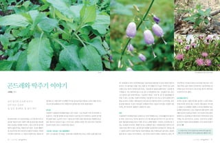 |✽자연이야기 |




                                                                                                                                    2
                                                                                                                                    3




                                                                                                                               1

                                                                             곤드레                                                                           1 딱주꽃(층층잔대) 2 딱주 3 곤드레꽃




                                                                                   여’유래 됐다고 하나 견강부회된 많은 식물이름의 유래처럼 이 또한 적절치 못한 비        주의 뿌리는 비슷한 모양의 도라지처럼 아린 맛도 더덕

곤드레와 딱주기 이야기                                                                       유이다. 곤드레나물은 영월, 정선, 평창 등 주로 해발고도가 높은 지역의 깊은 골짜
                                                                                   기에서 주로 자라니 밋밋한 들에 자라는‘민들레’ 상반된 섭생의 풀인
                                                                                                            와           ‘곤들레’
                                                                                                                            에
                                                                                                                                        처럼 쓴맛도 없어 자연이 놀이터이던 시절 양지바른 언
                                                                                                                                        덕에서 놀던 꾸러기들이 나뭇가지를 꺾어서 캐어먹던
고주환 | 작가                                                                           서 왔을 터, 이는 연어과의 물고기 중 깊은 산 계곡에서만 사는‘곤들매기’
                                                                                                                           라는 물고        주전부리이기도 했다.
                                                                                   기나 설악산 깊은 골짜기에 있는‘곤들폭포’
                                                                                                         에서도‘곤들’ ‘골’ 상관관계를 유
                                                                                                               과   의
                                                                                   추할 수 있다. 곤드레는 식량이 부족하던 시절 쌀이나 보리 옥수수 등의 낟알에 섞어       곤드레와 딱주기!

한치 뒷산에 곤드레 딱주기                  재지변으로 식량사정이 곤궁했던 우리네 선조들의 삶 속에서는 보릿고개를 넘기던         양을 늘리려고 쓰였던 구황식물로서 같은 용도로 이용되던 쑥이나 소나무껍질, 취나         네 맛도 내 맛도 이렇다 할 향도 없지만 그 순한 성질로
                                지긋지긋한 풀때죽(곡식이 적게들어가 풀처럼 멀건 죽)의 대명사였다.              물 등에 비해서도 독성이 거의 없어 오랫동안 먹어도 얼굴이 붓지 않는 유일한 나물        인해 오히려 질리지 않는 으뜸의 구황식물로 자리 할
임의 맛만 같다면
                                                                                   이라는 옛 어른들의 경험담이 전해지기도 한다.                            수 있었으니 오매불망 이밥에 고깃국을 염원하던 민초
올 같은 흉년에도 봄 살아 내지
                                곤드레                                                                                                     들에겐 민망하지만 그것도 영광이라 해야 할까? 오랜
                                초롱꽃목 국화과의 여러해살이풀로 정식 국명은‘고려 엉겅퀴’
                                                               이며 우리나라의 고          딱주                                                   세월 민초의 곤궁한 삶 속에서 지긋지긋한 보릿고개의
                                유종이다. 어릴 땐 참취와 비슷한 모양이나 잎의 둥글기가 완만하고 표면과 줄기에       초롱꽃과의 여러해살이풀로 잔대라고도 하며 약재명으로는 사삼(沙蔘)이라 불리기           풀때죽으로 동반해오다 패러다임이 바뀌어버린 금세
정선아라리의 가사 속에 남아있는 곤드레 딱주기의 모    흰 잔털이 많다. 1m까지 크며 7~8월 꽃 필 무렵이 되면 처음에 났던 아래쪽의 둥근   도 한다. 단독으로는 딱주로 불리다가 곤드레 뒤에 붙으면 딱주기가 되는데 이는          기에는 어느새 추억으로, 운치로, 건강식으로 콘셉트
습인데“흉년이 들어 식량이 귀한 봄 동안 줄곧 뒷산에   잎은 떨어지고 잎자루가 없고 가시가 있는 길쭉한 모양의 작은 잎이 돋아 이름처럼       앞의 세음절과 운율을 맞추기 위한 것으로 노랫말 형태로 구전되는 곳곳에서 볼 수         를 바꾸어 여전히 민중과 함께하는 우리 산하의 토종식
흔한 산나물로 연명할 터인데 그 맛이 님의 맛 같다면   엉겅퀴 모양을 갖추고 보랏빛 꽃을 피운다.                            있는 우리말의 묘미이다. 햇볕이 잘 들고 물빠짐이 좋은 사질양토에 잘 자라며 도라        물이다.
얼마나 좋을까”
       하는 바람이 담겨 있다. 지금은 웰빙이                                                       지같이 굵은 뿌리가 있다. 줄기와 잎의 세세한 성상에 따라 40여종으로 구분되는데
네 건강식이네 하여 영서산간지방의 특산물로 지역의     “곤드레~ 만드레♪ 나는 취해버렸어”                               7~8월경 손잡이가 달린 학교종 모양의 통꽃을 피울 무렵에 잎은 없어진다. 봄철의         ※ 고주환 작가는 <나무가 민중이다>의 저자로 민초의 삶에 깃든
                                                                                                                                         풀과 나무 이야기를 전하고 있으며, 숲해설가로도 활동하고 있다.
소득원이 되었지만, 두 식물은 외세의 잦은 침탈과 천   흔히‘곤드레나물’ 어원을
                                        의    ‘골짜기에서 바람에 하늘거리는 모양이 술에 취한 듯하         잎과 줄기는 나물로 먹으며 뿌리는 그냥 먹거나 말려서 약재로 사용하기도 한다. 딱


26   | 2012년 여름호 |   |                                                                                                                                  | 2012년 여름호 |        |   27
 