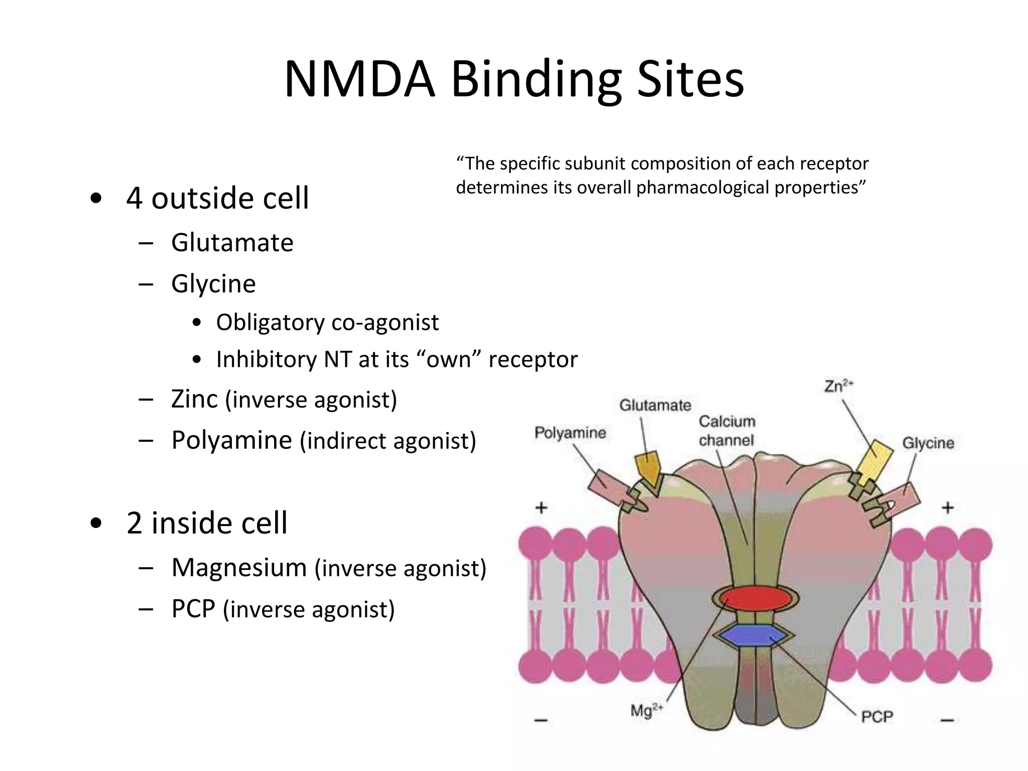 NMDA Binding Sites
• 4 outside cell
– Glutamate
– Glycine
• Obligatory co-agonist
• Inhibitory NT at its “own” receptor
– Zinc (inverse agonist)
– Polyamine (indirect agonist)
• 2 inside cell
– Magnesium (inverse agonist)
– PCP (inverse agonist)
“The specific subunit composition of each receptor
determines its overall pharmacological properties”
 