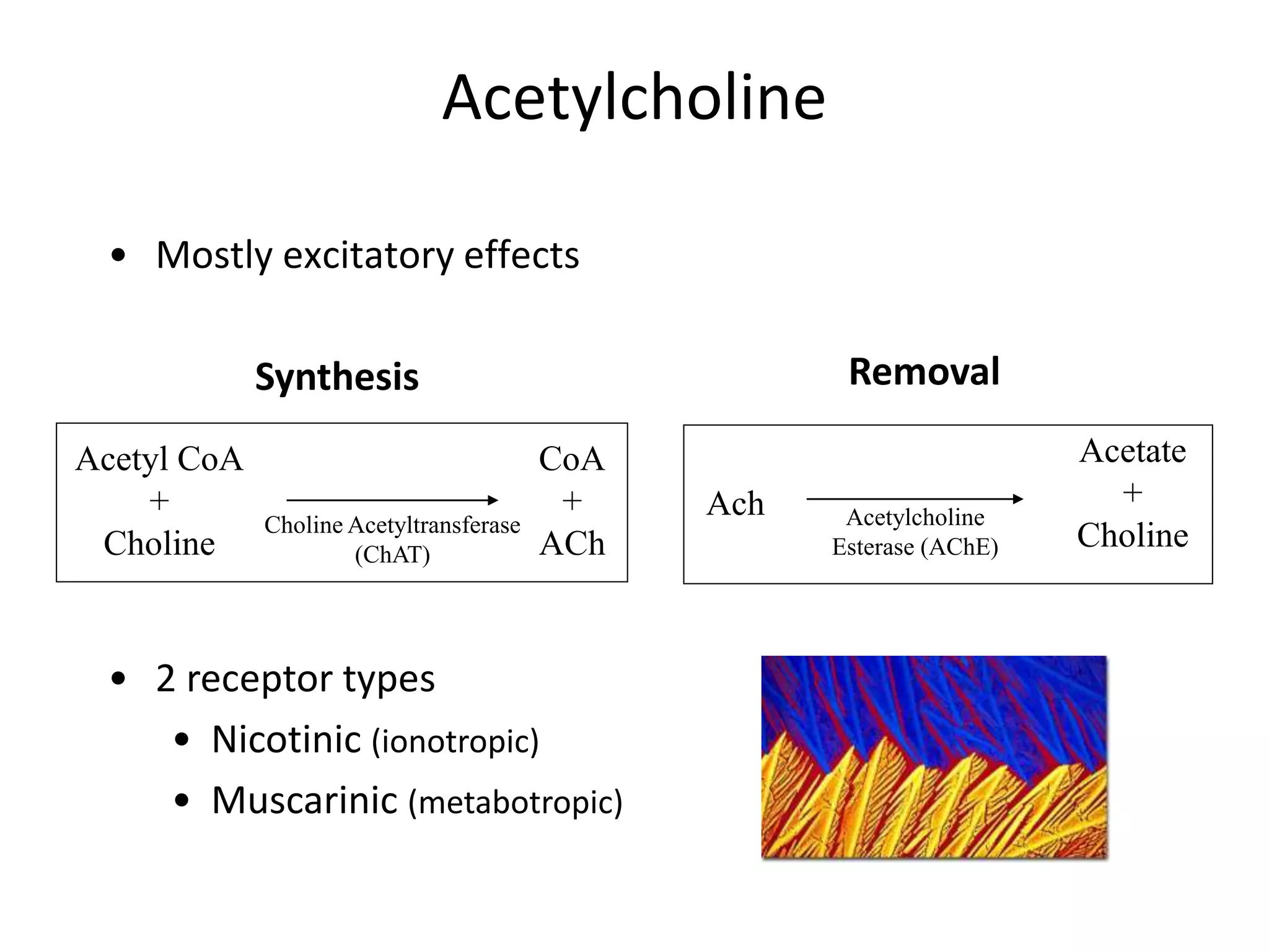 Acetylcholine
• Mostly excitatory effects
Removal
Acetyl CoA
+
Choline
CoA
+
ACh
Choline Acetyltransferase
(ChAT)
Ach
Acetate
+
Choline
Acetylcholine
Esterase (AChE)
• 2 receptor types
• Nicotinic (ionotropic)
• Muscarinic (metabotropic)
Synthesis
 