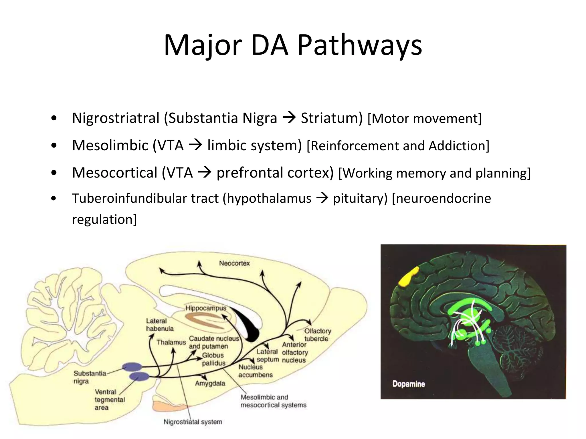 Major DA Pathways
• Nigrostriatral (Substantia Nigra  Striatum) [Motor movement]
• Mesolimbic (VTA  limbic system) [Reinforcement and Addiction]
• Mesocortical (VTA  prefrontal cortex) [Working memory and planning]
• Tuberoinfundibular tract (hypothalamus  pituitary) [neuroendocrine
regulation]
 