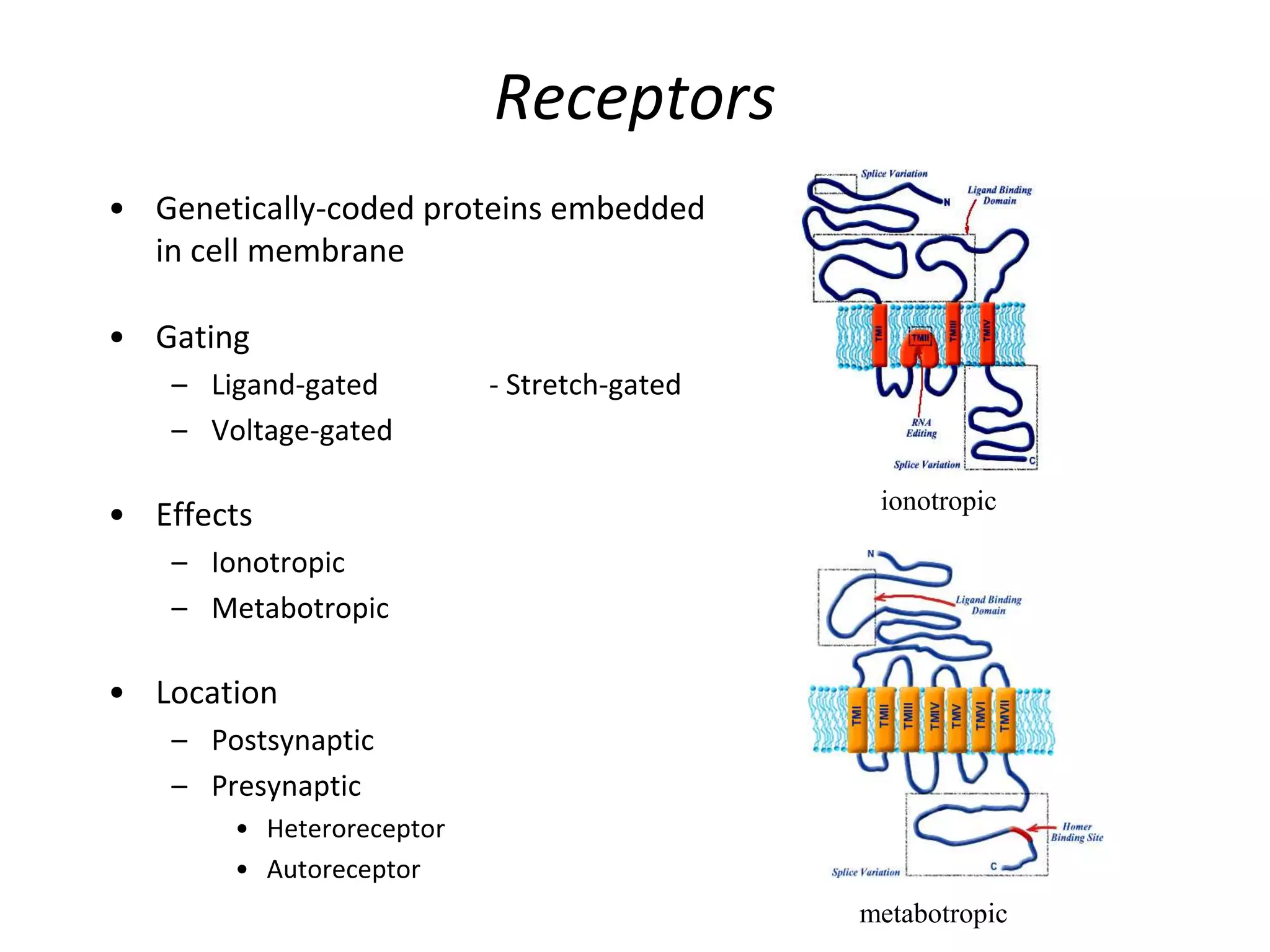 Receptors
• Genetically-coded proteins embedded
in cell membrane
• Gating
– Ligand-gated - Stretch-gated
– Voltage-gated
• Effects
– Ionotropic
– Metabotropic
• Location
– Postsynaptic
– Presynaptic
• Heteroreceptor
• Autoreceptor
ionotropic
metabotropic
 