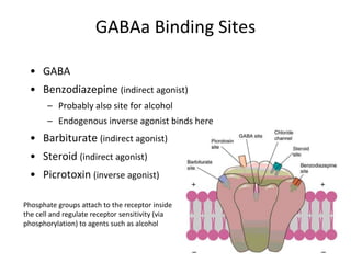 GABAa Binding Sites
• GABA
• Benzodiazepine (indirect agonist)
– Probably also site for alcohol
– Endogenous inverse agonist binds here
• Barbiturate (indirect agonist)
• Steroid (indirect agonist)
• Picrotoxin (inverse agonist)
Phosphate groups attach to the receptor inside
the cell and regulate receptor sensitivity (via
phosphorylation) to agents such as alcohol
 