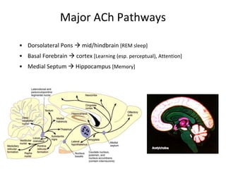 Major ACh Pathways
• Dorsolateral Pons  mid/hindbrain [REM sleep]
• Basal Forebrain  cortex [Learning (esp. perceptual), Attention]
• Medial Septum  Hippocampus [Memory]
 