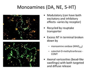 Monoamines (DA, NE, 5-HT)
• Modulatory (can have both
excitatory and inhibitory
effects- varies by receptor)
• Recycled by reuptake
transporter
• Excess NT in terminal broken
down by
– monoamine oxidase (MAOA/B)
– catechol-O-methyltranferase -
COMT
• Axonal varicosities (bead-like
swellings) with both targeted
and diffuse release
 