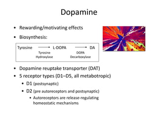 Dopamine
• Rewarding/motivating effects
• Biosynthesis:
Tyrosine L-DOPA DA
Tyrosine
Hydroxylase
DOPA
Decarboxylase
• Dopamine reuptake transporter (DAT)
• 5 receptor types (D1–D5, all metabotropic)
• D1 (postsynaptic)
• D2 (pre autoreceptors and postsynaptic)
• Autoreceptors are release-regulating
homeostatic mechanisms
 