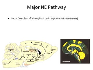 Major NE Pathway
• Locus Coeruleus  throughout brain [vigilance and attentiveness]
 
