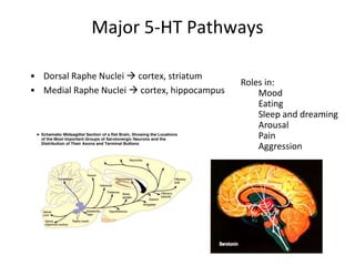 Major 5-HT Pathways
• Dorsal Raphe Nuclei  cortex, striatum
• Medial Raphe Nuclei  cortex, hippocampus
Roles in:
Mood
Eating
Sleep and dreaming
Arousal
Pain
Aggression
 