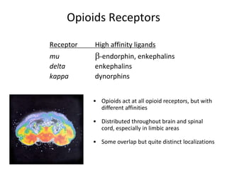 Opioids Receptors
Receptor High affinity ligands
mu -endorphin, enkephalins
delta enkephalins
kappa dynorphins
• Opioids act at all opioid receptors, but with
different affinities
• Distributed throughout brain and spinal
cord, especially in limbic areas
• Some overlap but quite distinct localizations
 
