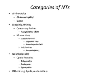 Categories of NTs
• Amino Acids
– Glutamate (Glu)
– GABA
• Biogenic Amines
– Quaternary Amines
• Acetylcholine (Ach)
– Monoamines
• Catecholamines
– Dopamine (DA)
– Norepinephrine (NE)
• Indolamines
– Serotonin (5-HT)
• Neuropeptides
– Opioid Peptides
• Enkephalins
• Endorphins
• Dynorphins
• Others (e.g. lipids, nucleosides)
 