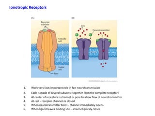 Ionotropic Receptors
1. Work very fast; important role in fast neurotransmission
2. Each is made of several subunits (together form the complete receptor)
3. At center of receptors is channel or pore to allow flow of neurotransmitter
4. At rest - receptor channels is closed
5. When neurotransmitter bind -- channel immediately opens
6. When ligand leaves binding site -- channel quickly closes
 