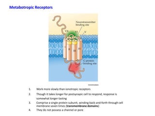 Metabotropic Receptors
1. Work more slowly than ionotropic receptors
2. Though it takes longer for postsynapic cell to respond, response is
somewhat longer-lasting
3. Comprise a single protein subunit, winding back-and-forth through cell
membrane seven times (transmembrane domains)
4. They do not possess a channel or pore
 