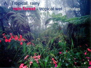 Tropical, rainy1) _________- tropical wet climatesrain forest