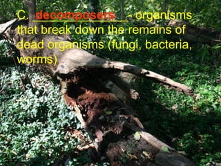 C. ______________- organisms that break down the remains of dead organisms (fungi, bacteria, worms) decomposers 