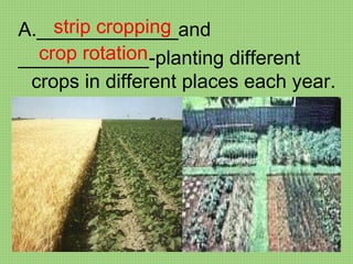 _____________and ____________-planting different crops in different places each year. strip cropping crop rotation 