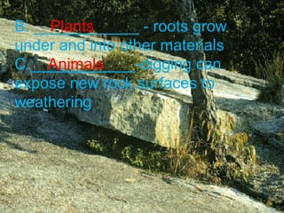 B. ____________ - roots grow under and into other materials C.____________-digging can expose new rock surfaces to weathering Plants Animals 