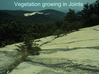 Vegetation growing in Joints 