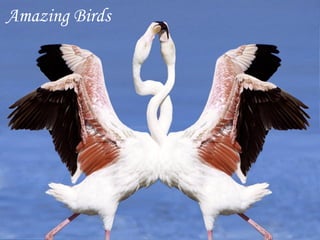 Amazing Birds 