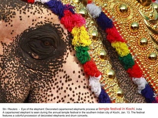 Str / Reuters  -  Eye of the elephant: Decorated caparisoned elephants process at  temple festival in Kochi , India A caparisoned elephant is seen during the annual temple festival in the southern Indian city of Kochi, Jan. 13. The festival features a colorful procession of decorated elephants and drum concerts. 