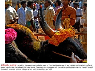 Jallikattu festival  - is held in villages across the Indian state of Tamil Nadu every year. It is a tradition, during which the Tamil young men fighting the bulls with his bare hands. This celebration coincides with the rice harvest festival known as Pongal. Tens of thousands of people come to villages, where such competitions are held.  