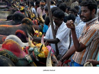 Jallikattu festival 