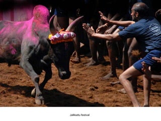 Jallikattu festival 