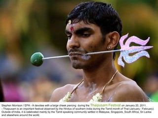 Stephen Morrison / EPA - A devotee with a large cheek piercing  during the  Thaipusam Festival  on January 20, 2011.  - Thaipusam is an important festival observed by the Hindus of southern India during the Tamil month of Thai (January - February). Outside of India, it is celebrated mainly by the Tamil speaking community settled in Malaysia, Singapore, South Africa, Sri Lanka and elsewhere around the world.  
