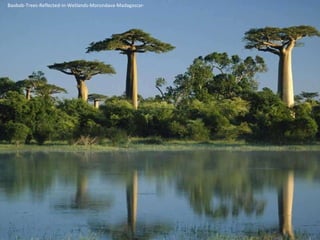 Baobab-Trees-Reflected-in-Wetlands-Morondava-Madagascar- 