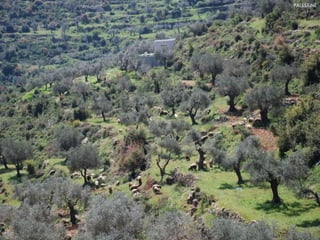 PALESTINE 