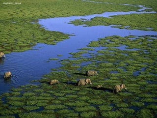 elephants_kenya 
