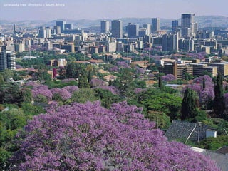 Jacaranda tree - Pretoria – South Africa 