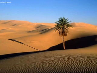 Sahara Desert 