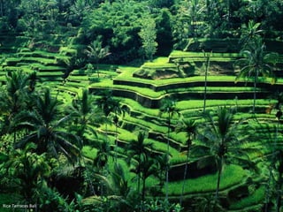 Rice Terraces Bali 