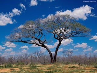 Shakawe, Botswana 